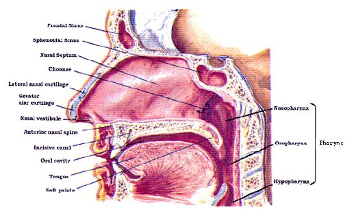 pharynx.jpg